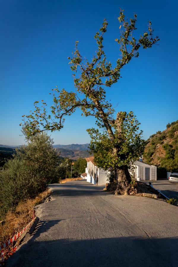 B&B Villa Deseada Periana Extérieur photo